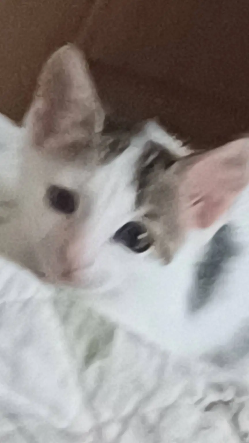 ai character: sus kitty background