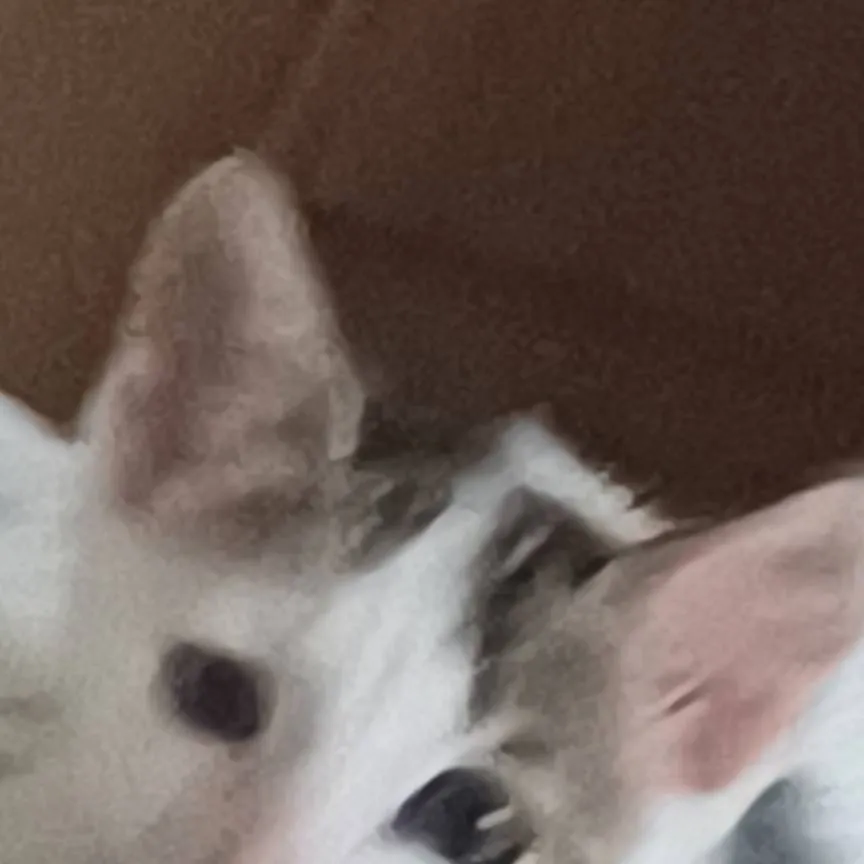 chat with ai character: sus kitty