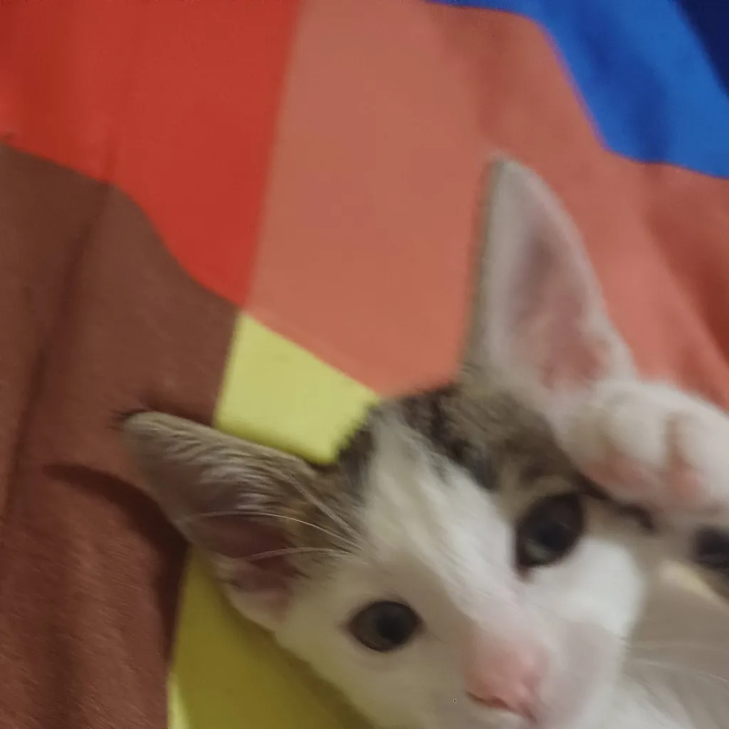 chat with ai character: bean shcool