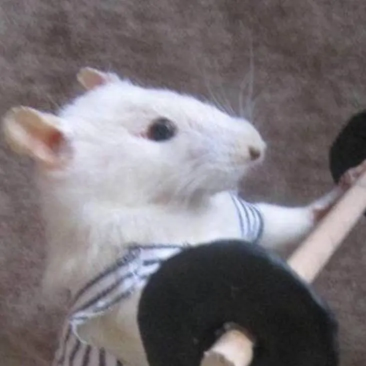 chat with ai character: girl