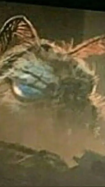 ai character: mothra  background