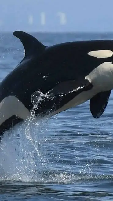 ai character: orca background