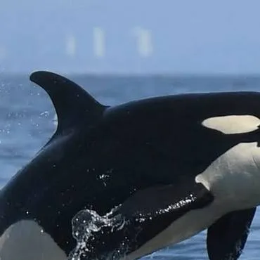 chat with ai character: orca