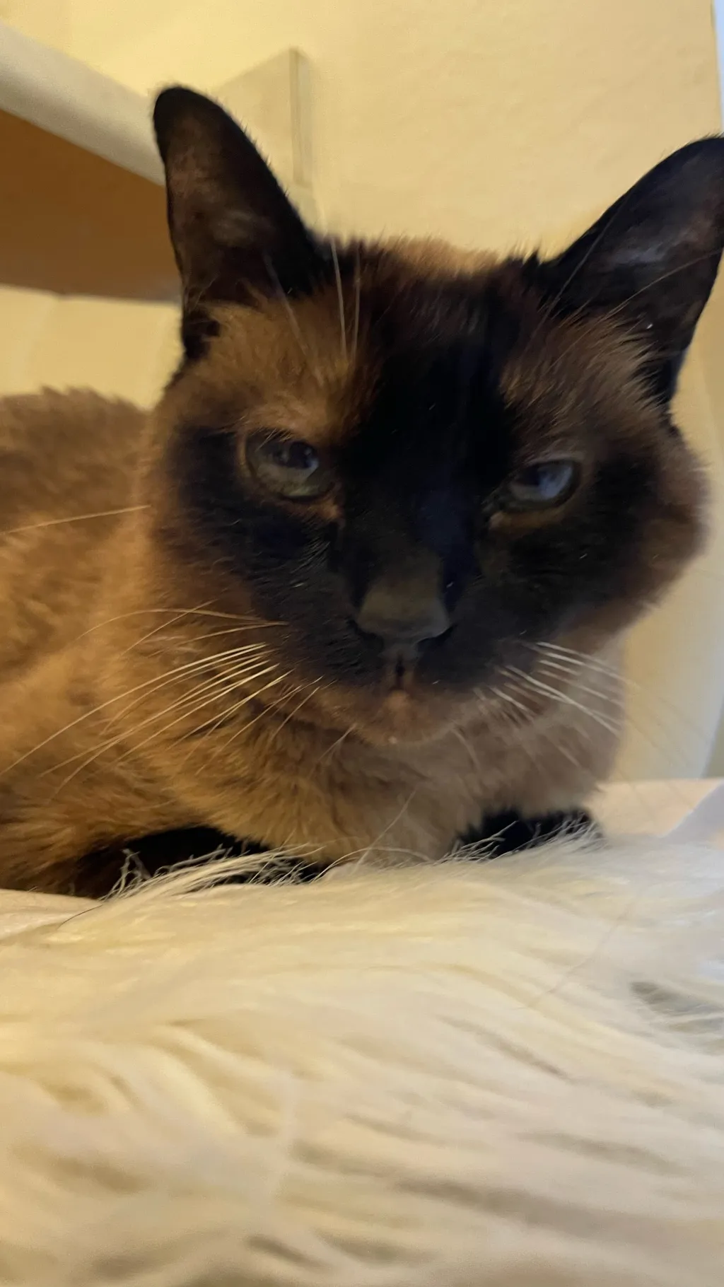 ai character: Muichiro’s cat background