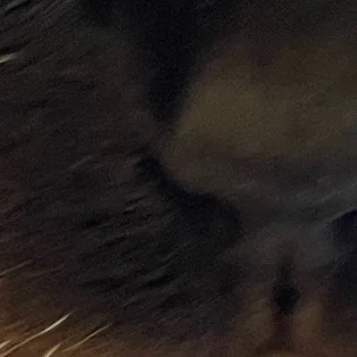 chat with ai character: Muichiro’s cat