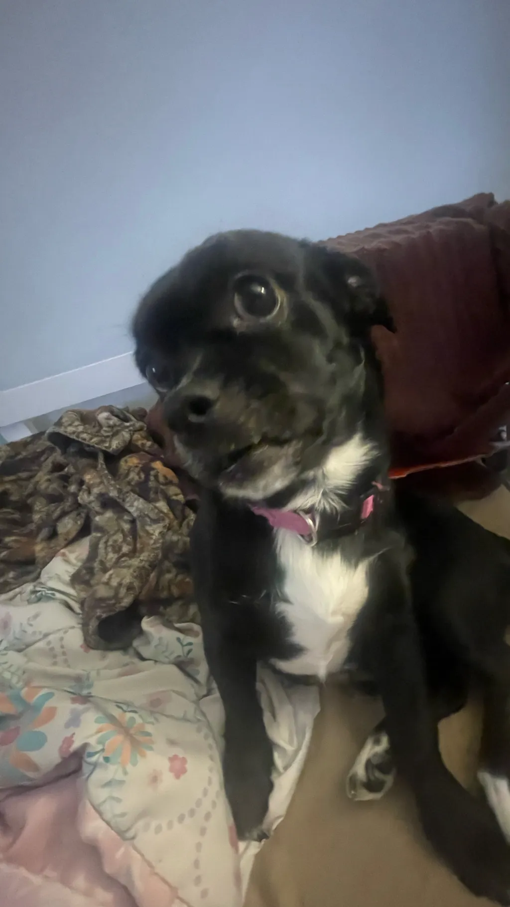 ai character: Cookie background