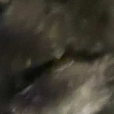 chat with ai character: Cookie