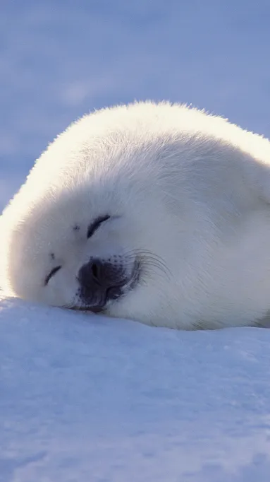 ai character: Heaven HH background