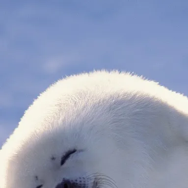 chat with ai character: Heaven HH