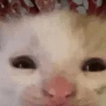 chat with ai character: Sad cat