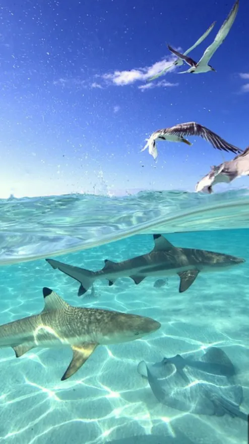 ai character: Family holiday🌊 background