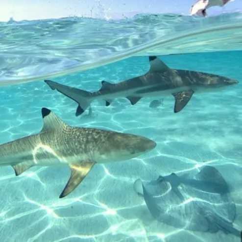 chat with ai character: Family holiday🌊