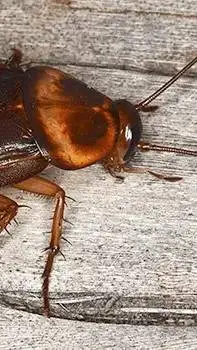 ai character: ROACH background