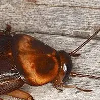 chat with ai character: ROACH