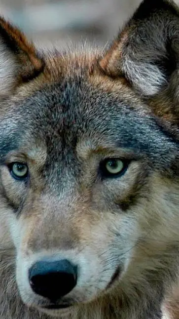 ai character: Alex  background