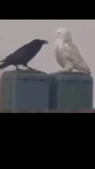 ai character: Crow & owl background