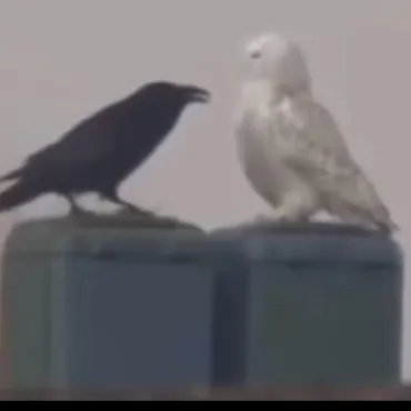 chat with ai character: Crow & owl