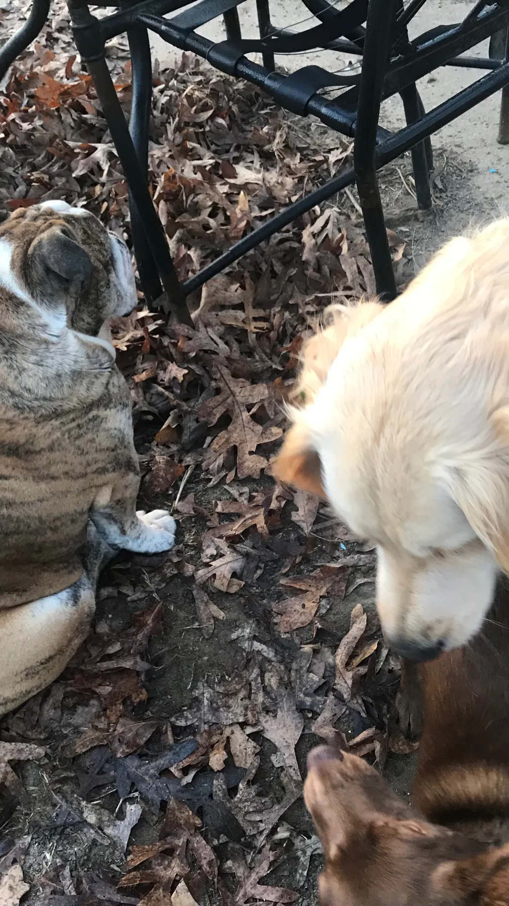 Talkie AI - Chat with Bramble & friends