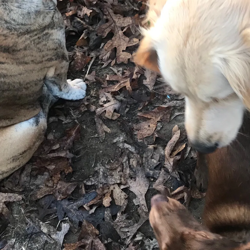 chat with ai character: Bramble & friends