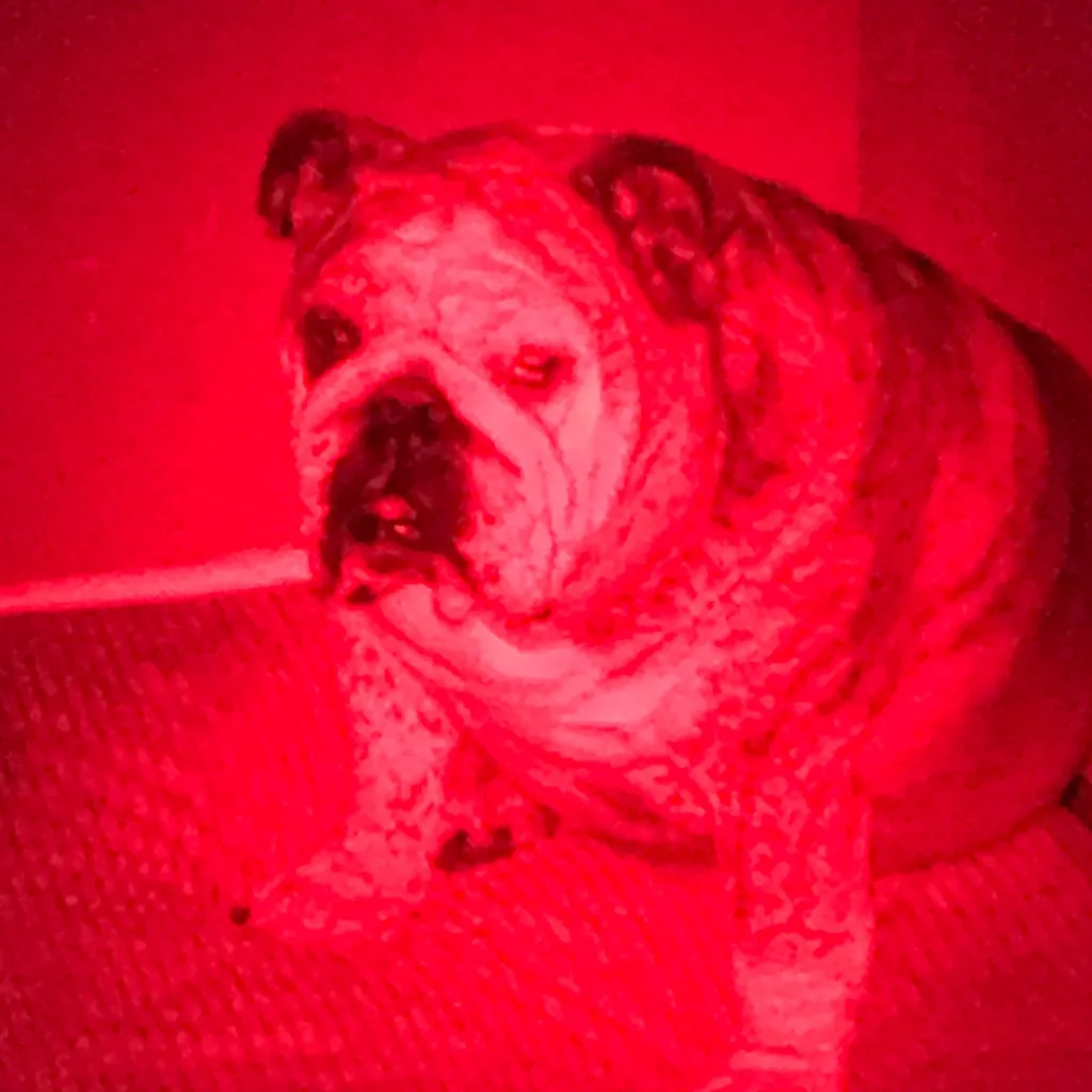 chat with ai character: Bramble demon dog 