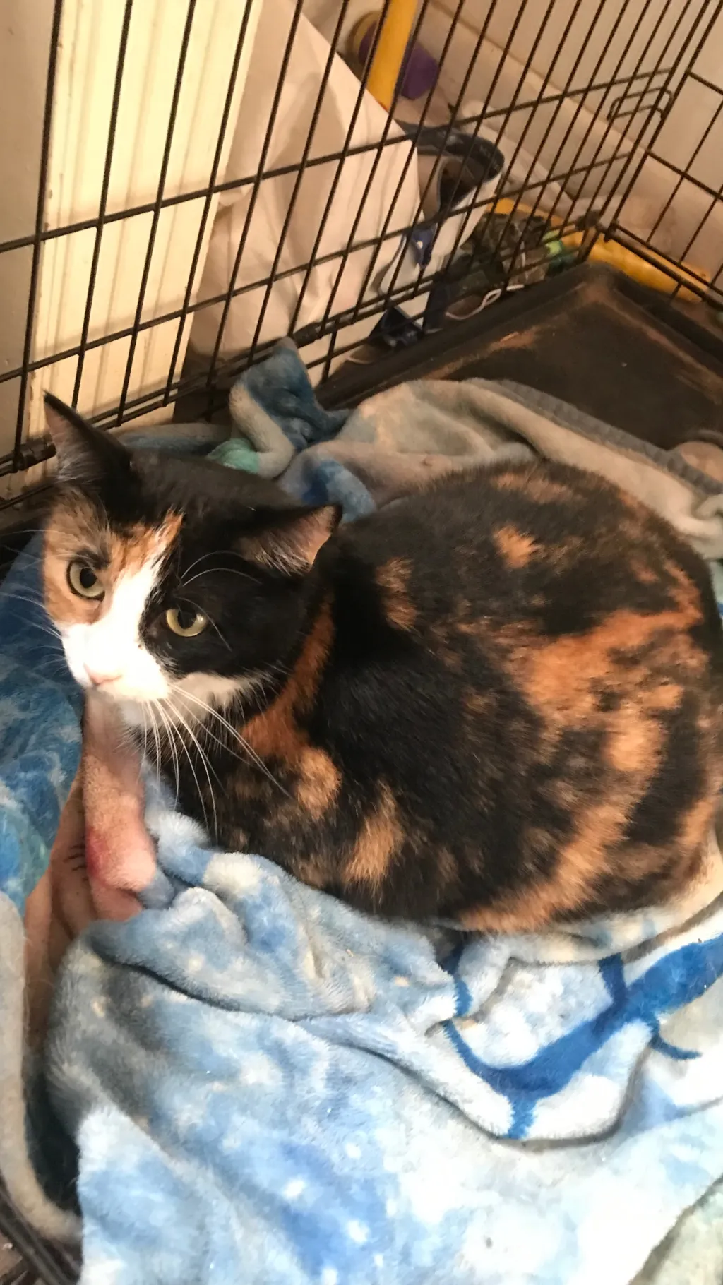 ai character: Vaga background