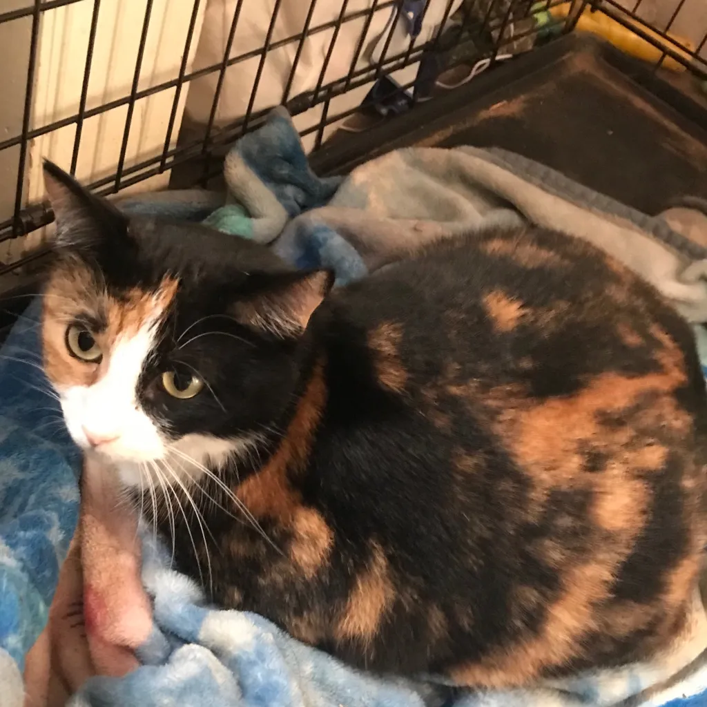 chat with ai character: Vaga