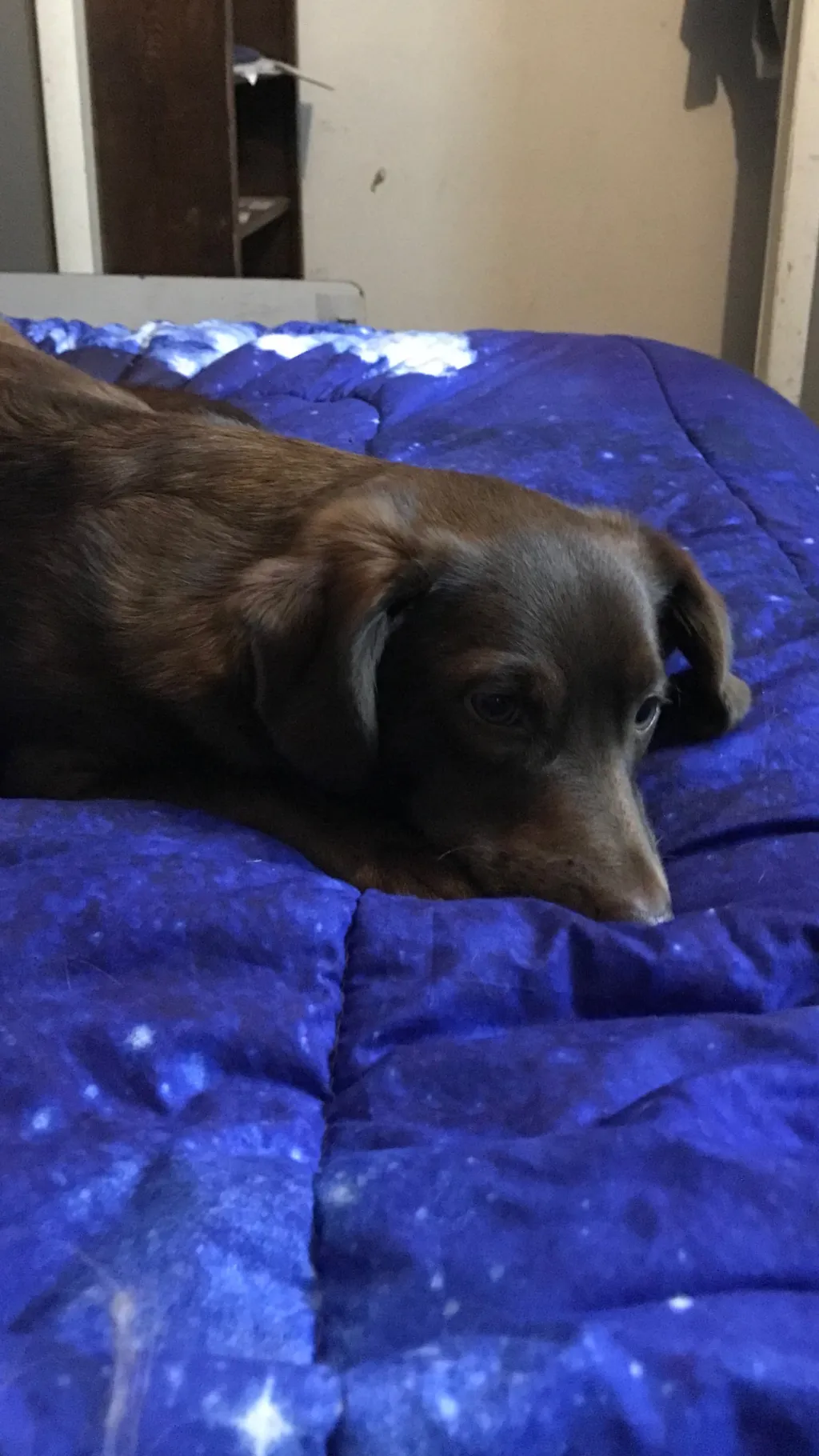 Talkie AI - Chat with Paco