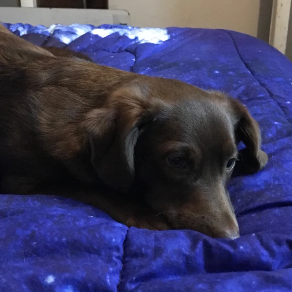 chat with ai character: Paco