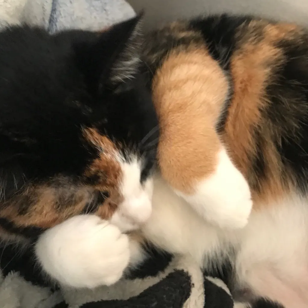 chat with ai character: Beta Vaga