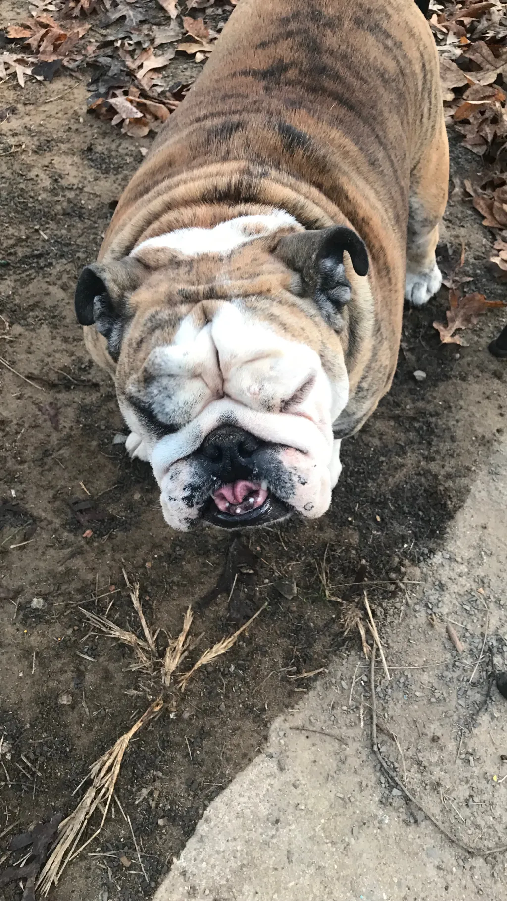 Talkie AI - Chat with Beta Bramble