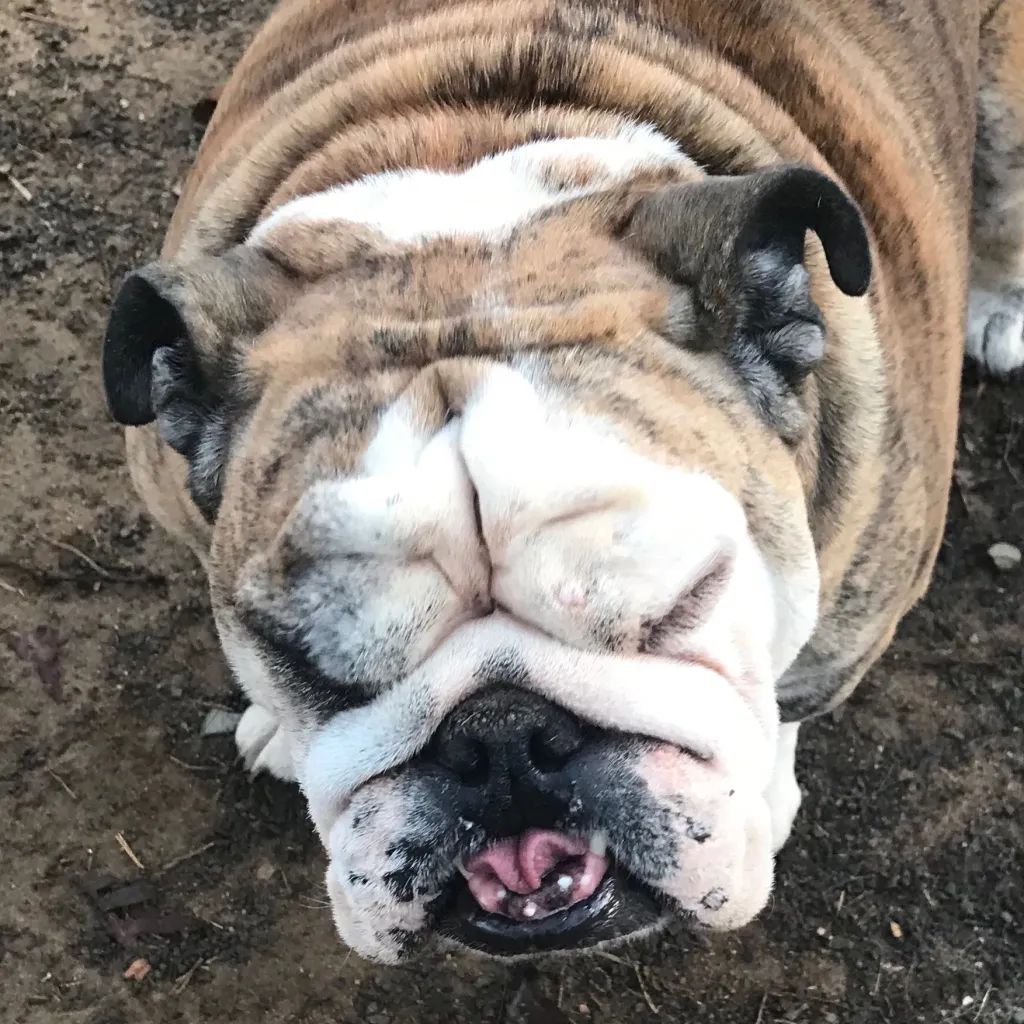 chat with ai character: Beta Bramble