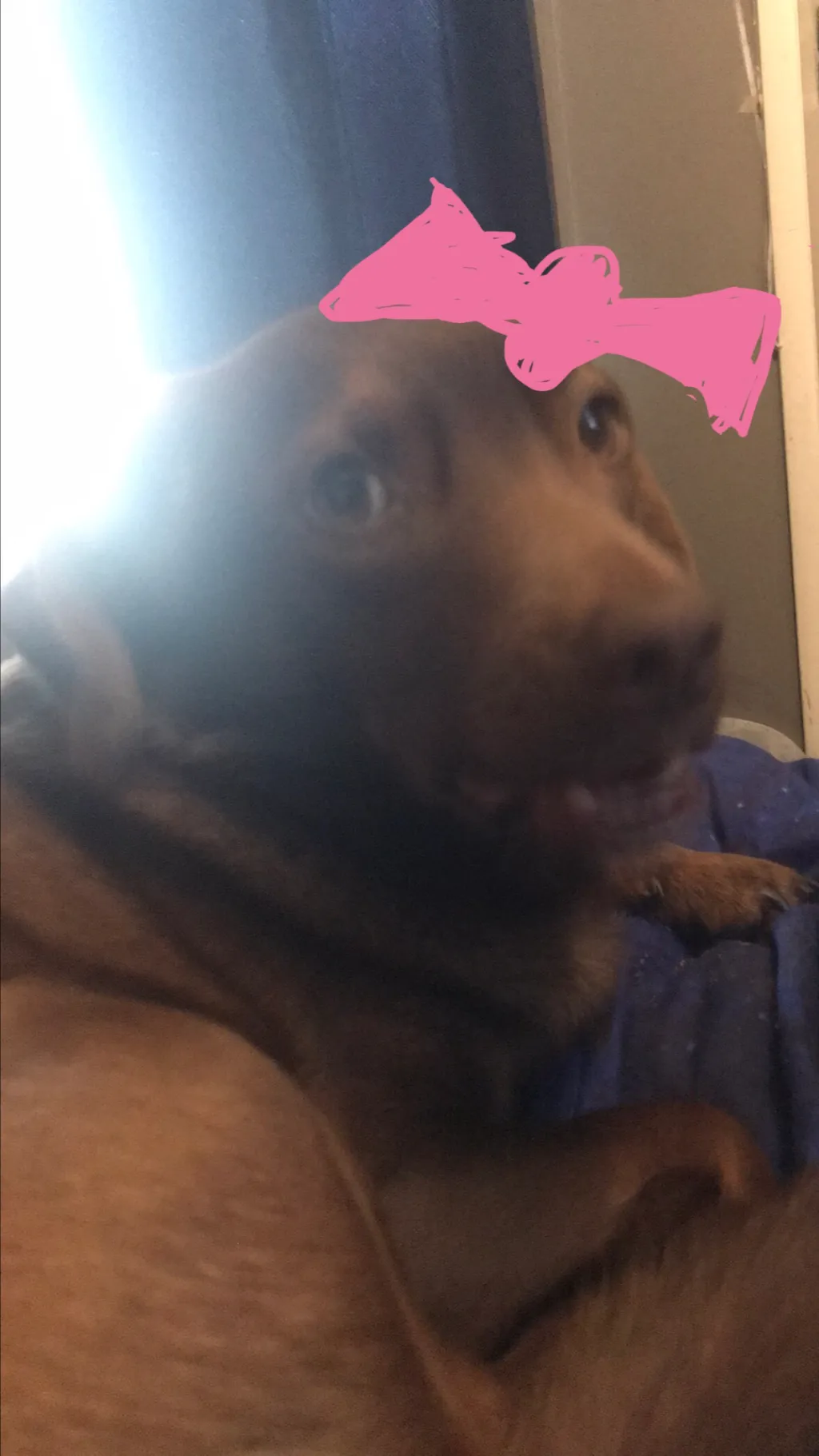 Talkie AI - Chat with Peca