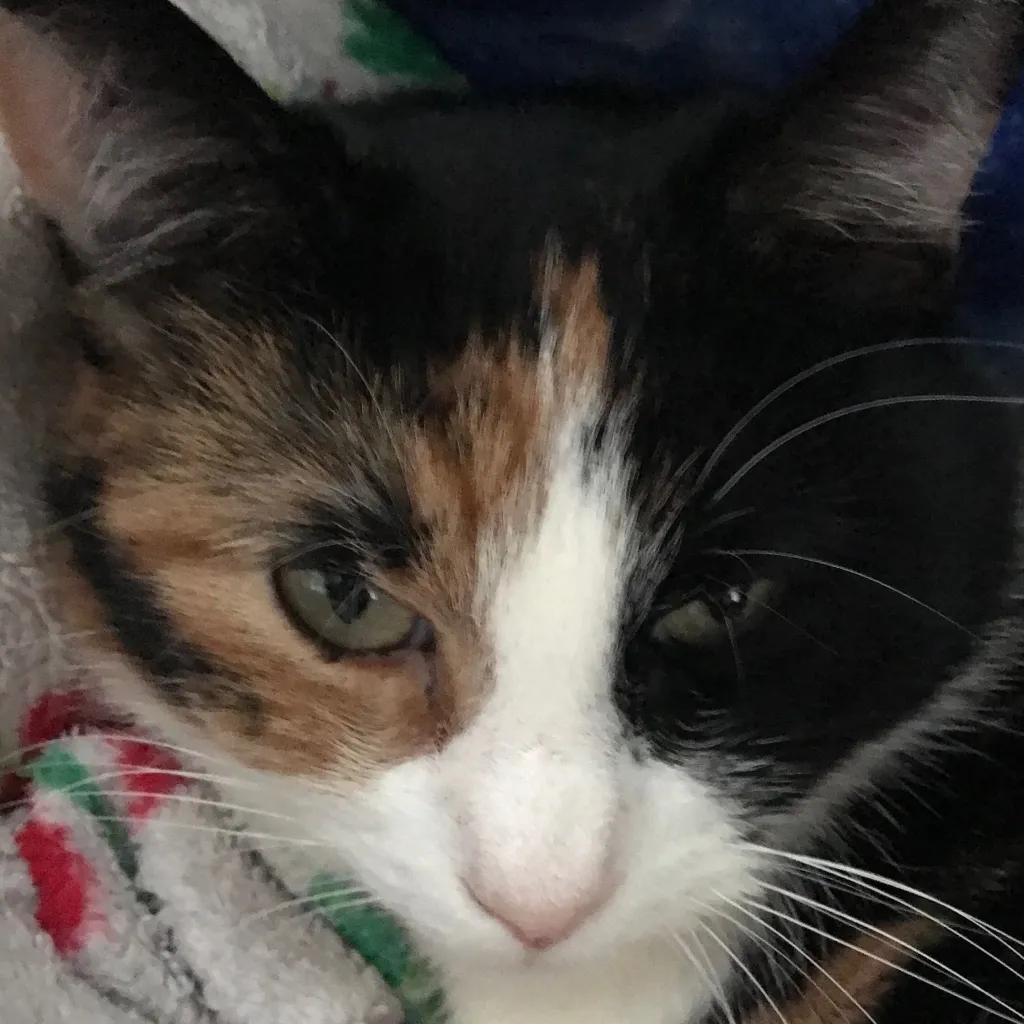 chat with ai character: New Vaga