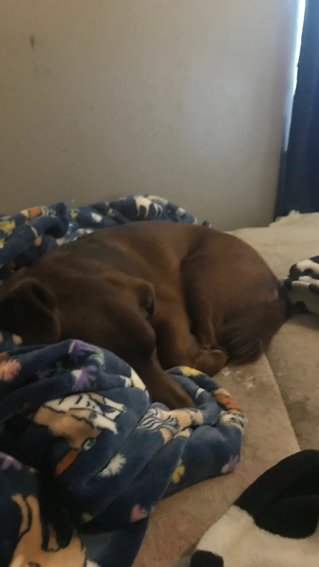 ai character: New Paco background