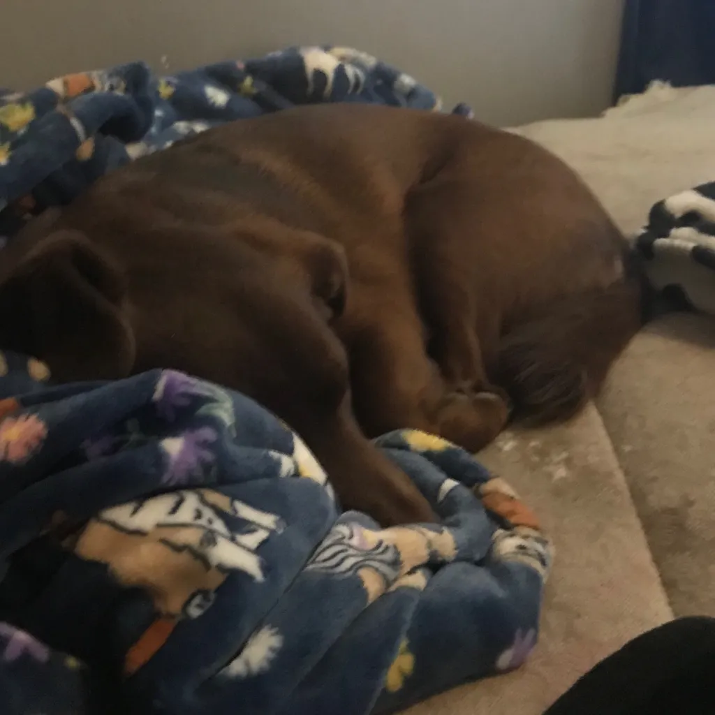 chat with ai character: New Paco