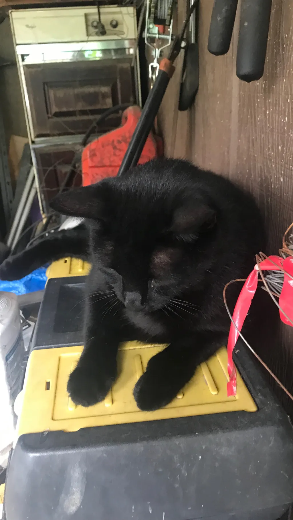 ai character: Jup background