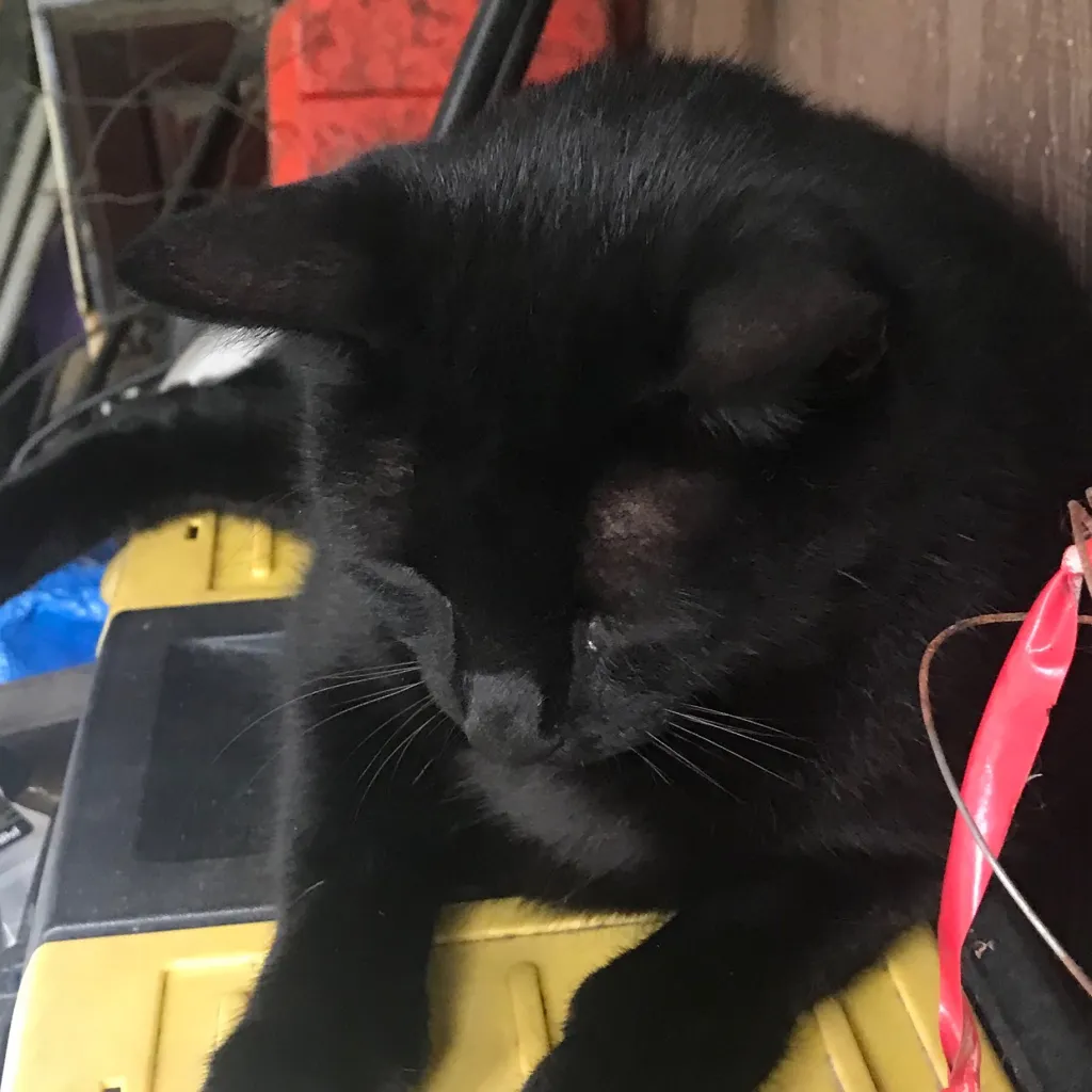 chat with ai character: Jup