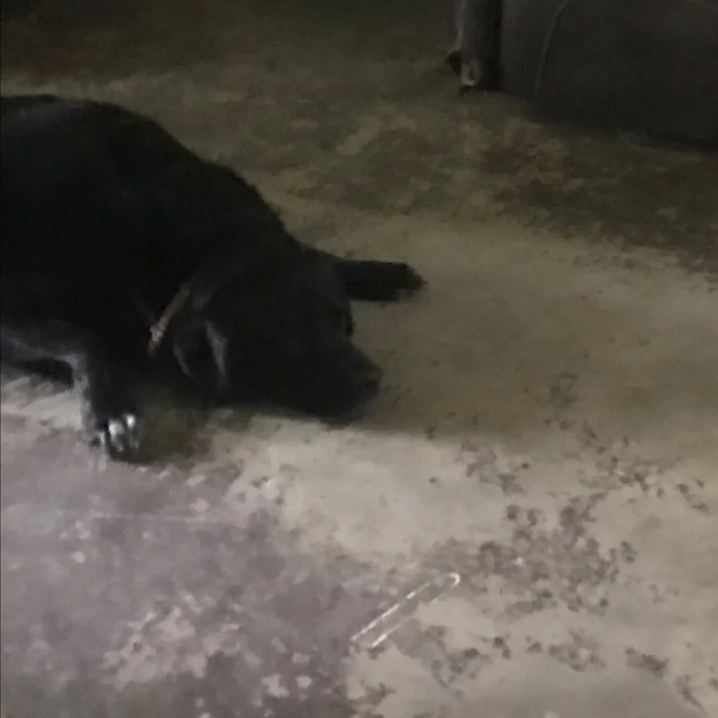 chat with ai character: Franklin 