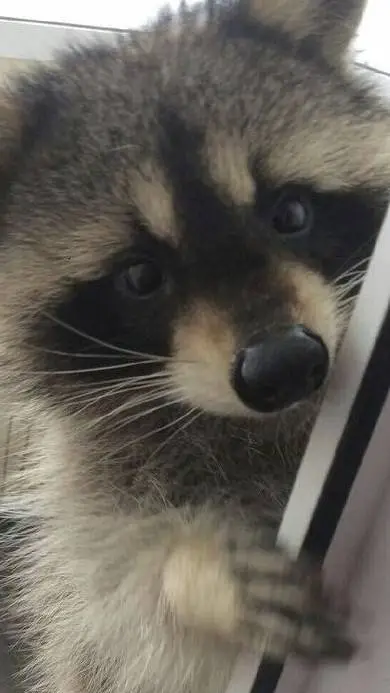 ai character: raccoon  background