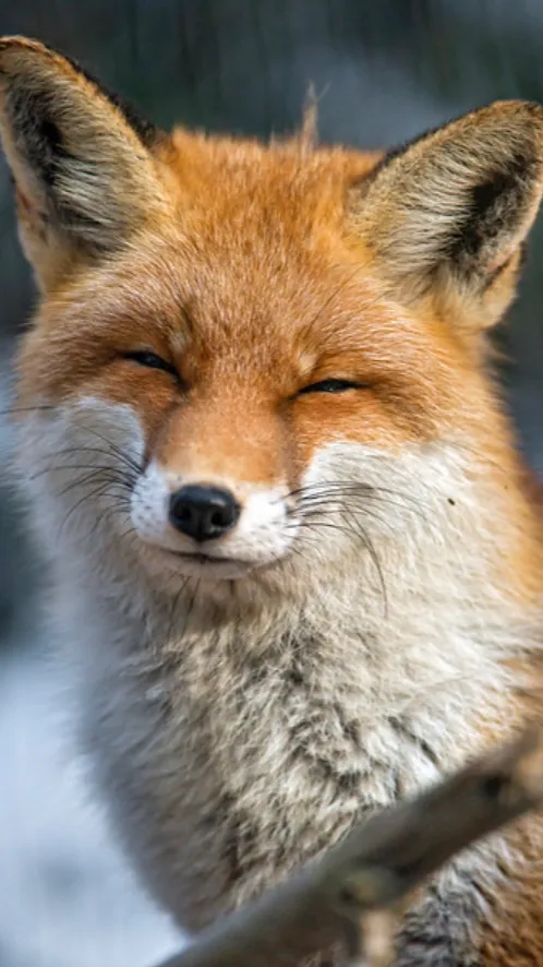 ai character: Therapy fox￼ background