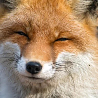 chat with ai character: Therapy fox￼