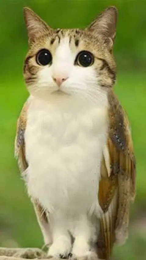 ai character: Meowl background