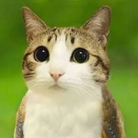 chat with ai character: Meowl