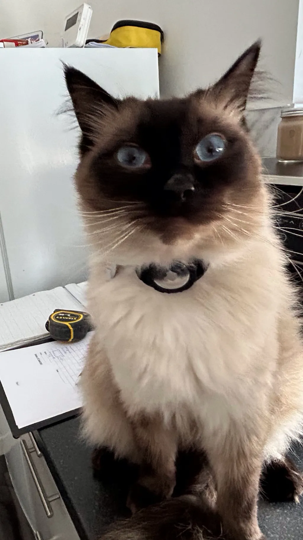 Talkie AI - Chat with Nameless kitten