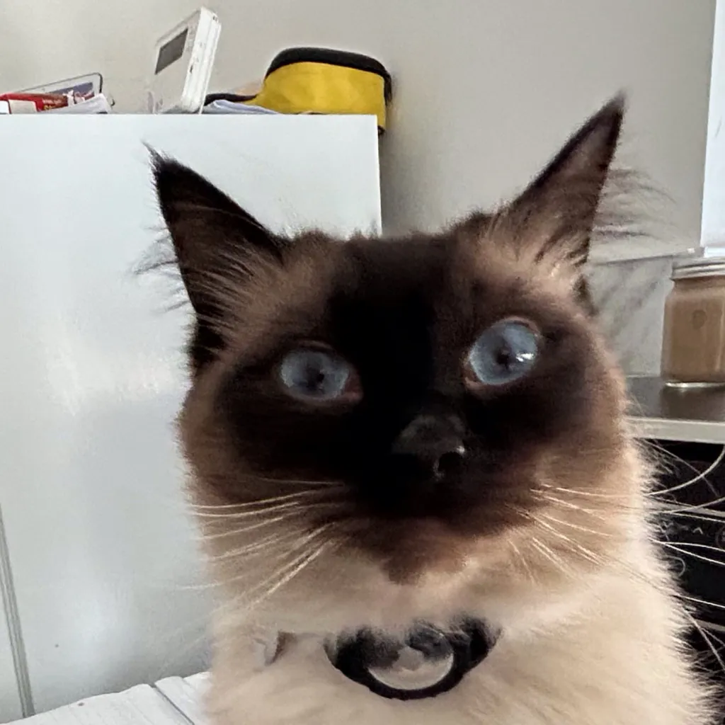 chat with ai character: Nameless kitten