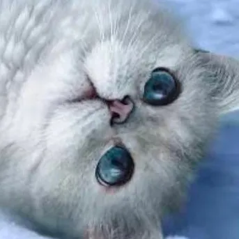 chat with ai character: Seal cat