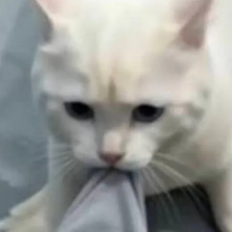chat with ai character: Seal cat
