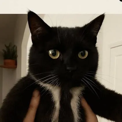 chat with ai character: Manager Cat Meme