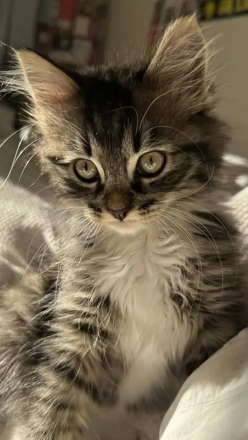 ai character: Kitty background