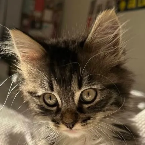 chat with ai character: Kitty